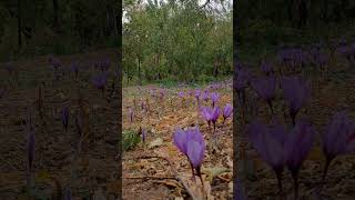 Harvesting saffron in Pender village [upl. by Esinyl]