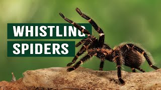 The Deadly Tarantulas That Whistle Before Striking  Deadly Australia  Apex Predators [upl. by Noissap]