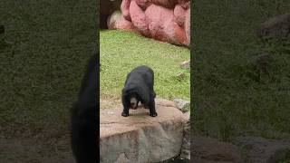 Bear 🐻 is dancing in zoo [upl. by Vincent]