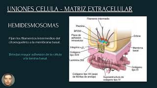 Membrana Basal [upl. by Avigdor]