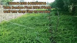 मात्र 20 रुपए में टुल्डा बांस का पौधा 70004149308462980916 bambooplants bamboofarming [upl. by Whale]