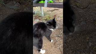 Cuddly Cat on Styrsö island sweden gothenburg styrsö funnycat travel nature balticsea island [upl. by Goles164]