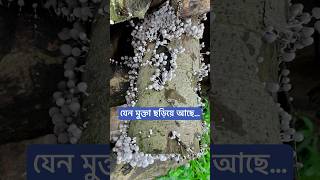 যেন মুক্তা ছড়িয়ে আছে [upl. by Flanagan]