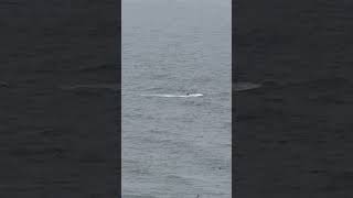 Whale near Fort Funston [upl. by Fremont922]