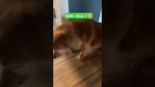 Pitoco adora rock  Bom dia  cachorro cachorros dogshorts doglovers dogvideos dog [upl. by Edwina]