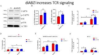 DiaBZl stimulates TCR signaling in High Affinity engineered T cells HATs Code 702 [upl. by Ymmot]