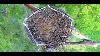 Wildlife Rescue of Dade County Eagle Nest Top Cam [upl. by Eel549]