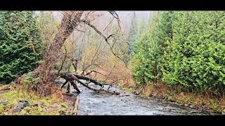 Autumn at Ontario Fork of the Credit Provincial Park Park 2024 🇨🇦 [upl. by Jerold]