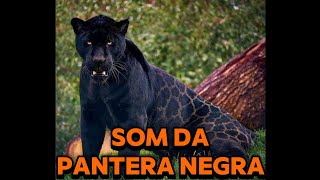 Som da Pantera Negra Onça Negra [upl. by Hildegard]