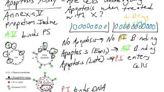 Apoptosis assay  AnnexinV PI [upl. by Read555]