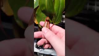 nepenthes rajah x peltata  new pitcher opened [upl. by Ainirtak296]