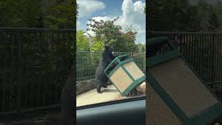 Hungry Bear Gets Caught Bin Diving 🐻 [upl. by Emalee]