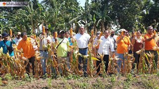 Panen Jagung Varietas Lamuru di Balai Benih Induk Tarus  Upaya Kemandirian Benih di NTT [upl. by Alcina591]