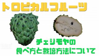 【食べまき】チェリモヤというフルーツを食べて種を育てます [upl. by Erodeht]