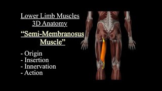 Semimembranosus Muscle Anatomy Origin Insertion Innervation And Action Function Motion [upl. by Mayes]