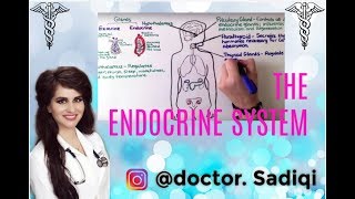 THE ENDOCRINE SYSTEM EXPLAINED UNDER 4 MINUTES [upl. by Analem]