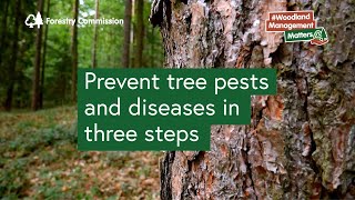 Help prevent tree pests and diseases in three steps [upl. by Ochs]