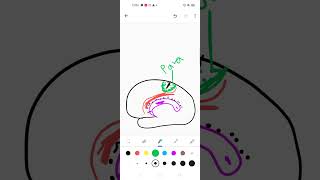 Medial surface of cerebral hemisphere [upl. by Nidya]