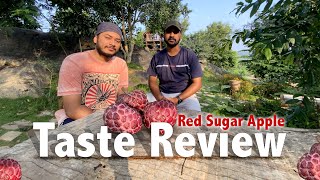 Red Sugar AppleCustard Apple Taste Review  Krishi App [upl. by Annmaria]