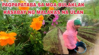 pagpataba kasabay ng malakas ng ulan [upl. by Jeane241]