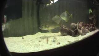 8ft Marine Tank with Bream amp Snapper [upl. by Hakon]