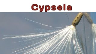 Cypsela cypsela fruit simplefruit bicarpellary syncarpous ovary sunflower [upl. by Acim]