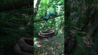 Guy chased by anaconda in the forest shorts snake anaconda [upl. by Ive]