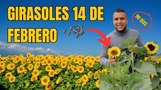 Siembra girasoles para el 14 de febrero Paso a paso🌻🌻 [upl. by Eelsha]