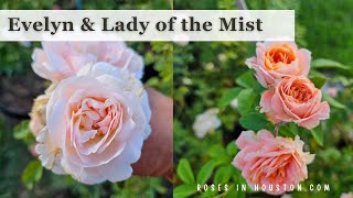 Evelyn Rose by David Austin amp Lady of the Mist rose [upl. by Eng427]