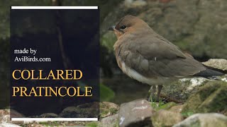 Collared Pratincole  Common Pratincole  RedWinged Pratincole Glareola Pratincola [upl. by Aneela]