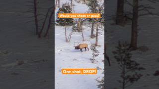 Spine Shot Elk Hunting Public Land [upl. by Felicle]