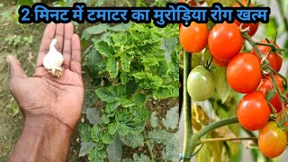 2 मिनट में टमाटर के पौधे का कीड़ा और मुरोड़िया leaf curl virus रोग बाहर निकालने का अचूक घरेलु उपाय [upl. by Nnylak]