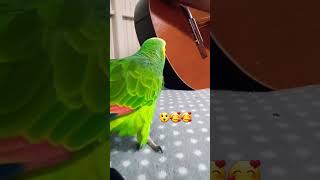 birds parrot pets shortsfeed shorts subscribe shortsviral shortsviral [upl. by Granville]