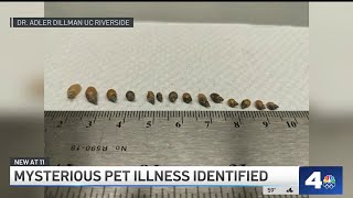 Cause of mysterious dog illness discovered [upl. by Snyder]