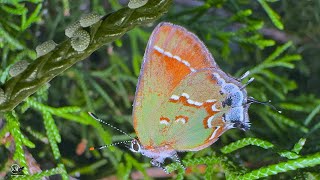 GETTING EGGS FROM OLIVE HAIRSTREAK BUTTERFLIES Callophrys gryneus sweadneri [upl. by Brest85]