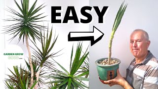 How to Propagate a Dracaena Marginata With a High Success Rate [upl. by Filipe]