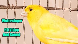 Waterslager CANARY Singing  HD Video and Sound  کناري واتر [upl. by Aiseneg723]