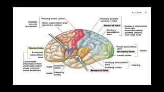 Motor and Sensory Areas of the Brain [upl. by Adamok]