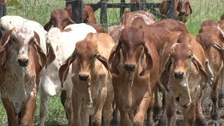 Manejo Genético del Ganado Gyr Lechero  TvAgro por Juan Gonzalo Angel [upl. by Werna601]