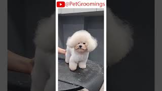 ShihTzu Gets AMAZING Haircut pets doggroominglife cutepet puppy groominglife groomed [upl. by Notsrik18]