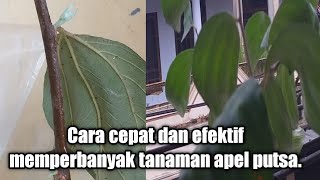 Cara cepat dan efektif memperbanyak tanaman apel putsa [upl. by Acinoda898]