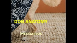 Anatomy of Dog Metatarsal Bones or Metatarsus Region  Veterinary Anatomy  Dog Hindlimb [upl. by Eltsyek]