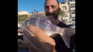 Malta Inshore Seabream Fishing with UNEXPECTED CATCH  NEW SPECIES CAUGHT [upl. by Hallerson]