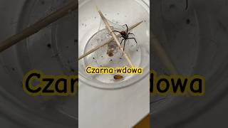 Latrodectus Elegans  wdowa foryou spider dc viralshorts arachnophobia tarantula [upl. by Aitra]