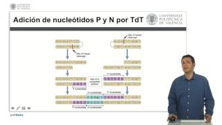 Tdt e hipermutación  2425  UPV [upl. by Adnih]