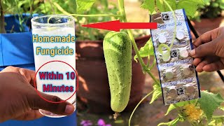 How to make fungicide within 10 minutes at home  Homemade Best Fungicide for any plants [upl. by Odnesor]