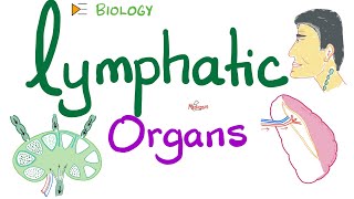 Lymphatic Organs  Primary vs Secondary [upl. by Purdum]