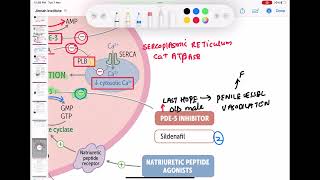 Cardiovascular drugs pharmacology cardiology 120  First Aid USMLE Step 1 in UrduHindi [upl. by Notled873]