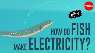 How do fish make electricity  Eleanor Nelsen [upl. by Stroud]