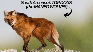 This is SOUTH AMERICAS Top Dog  the MANED WOLF [upl. by Yusuk396]